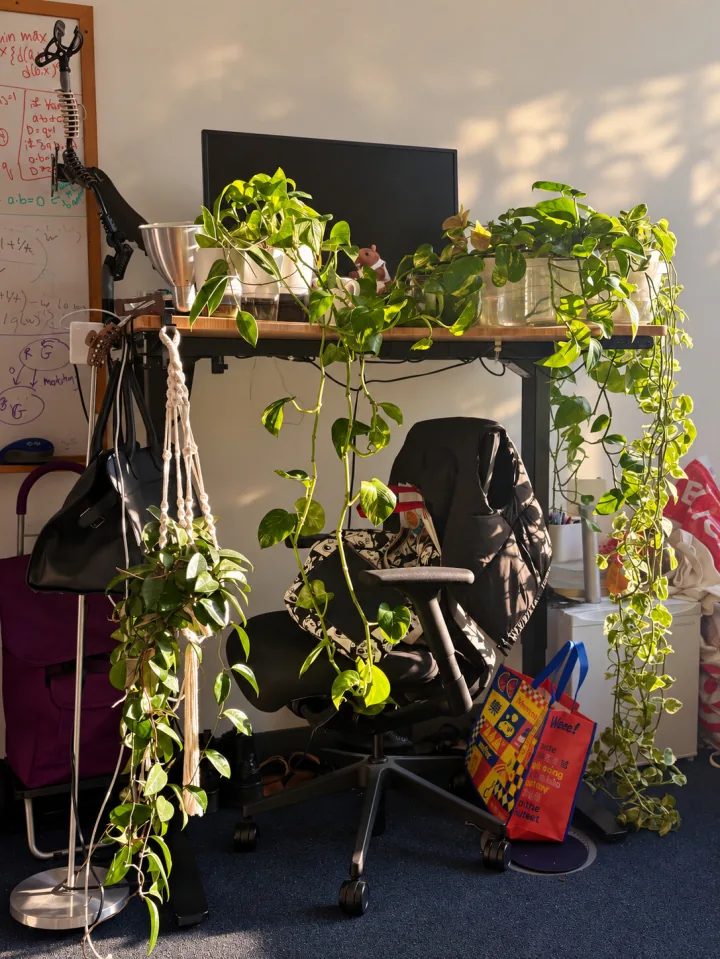 A sunlit Stata Center office desk overflowing with trailing plants