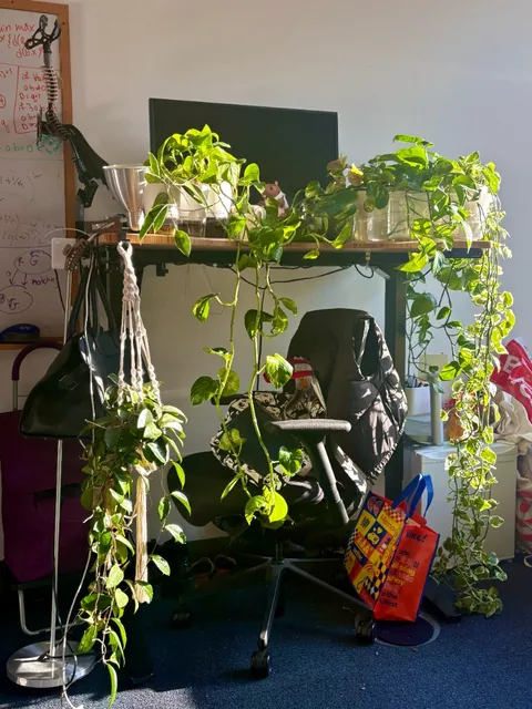 Plants on my windowsill
